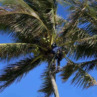 TREE TRIMMING
